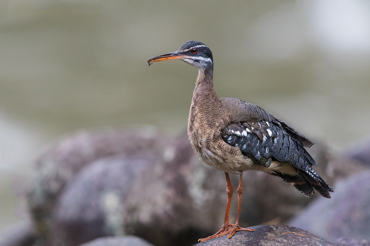 Sunbittern - ML235373601