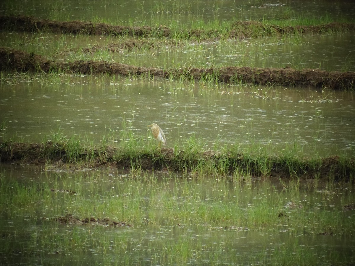 Javan Pond-Heron - ML23537511