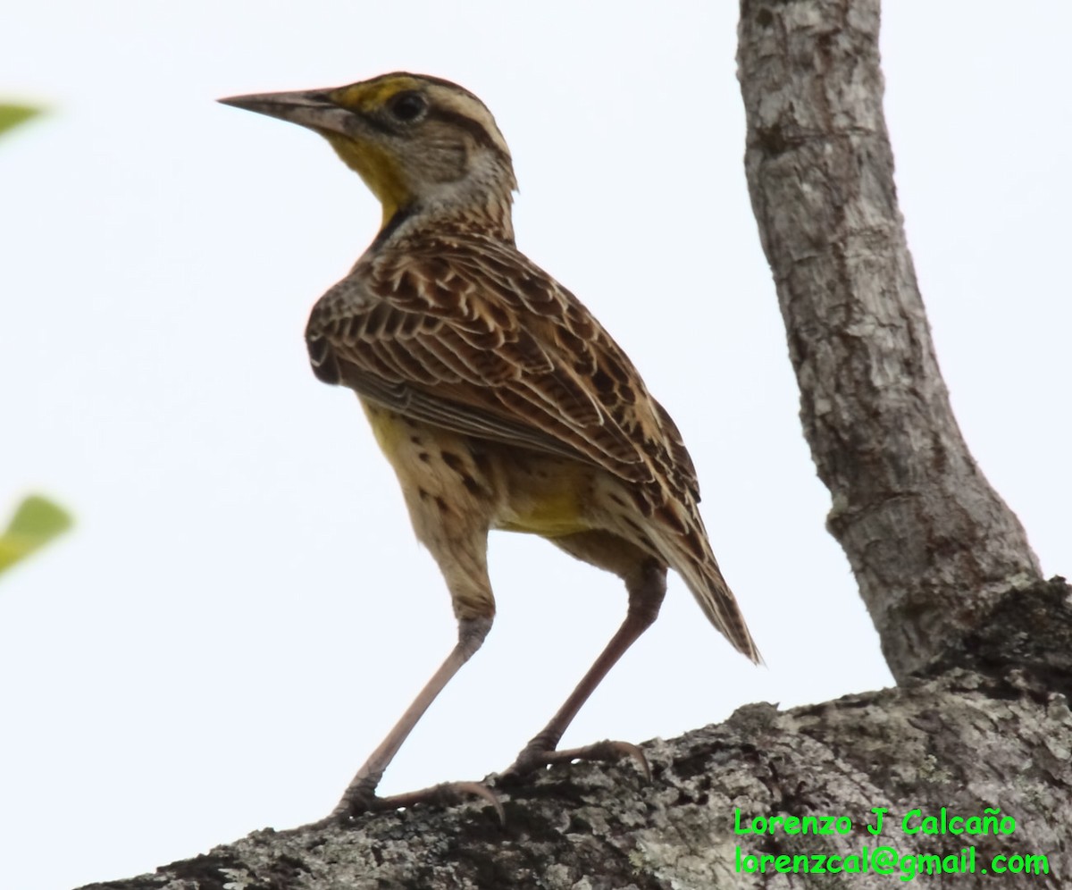 Eastern Meadowlark - ML235375491