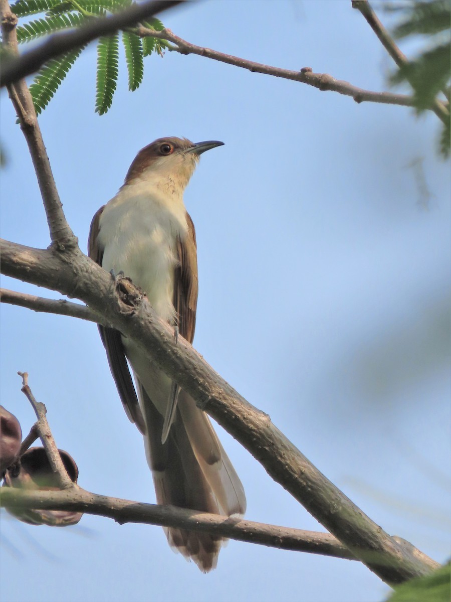 Black-billed Cuckoo - ML235376741