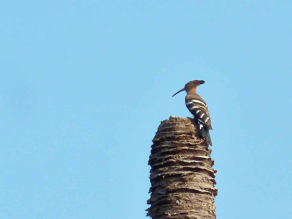 Eurasian Hoopoe - Michael W