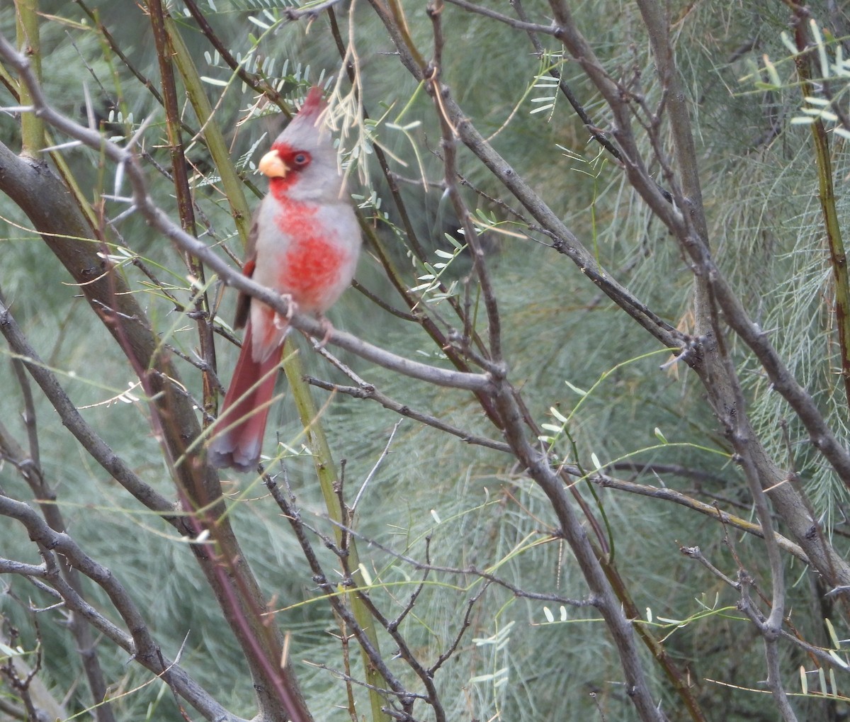 Cardinal pyrrhuloxia - ML235377641