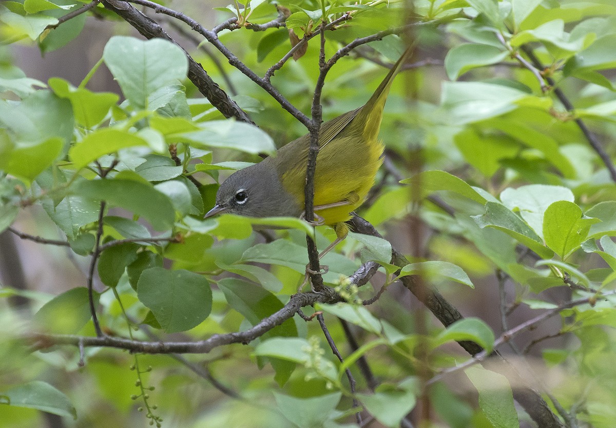 MacGillivray's Warbler - ML235380831