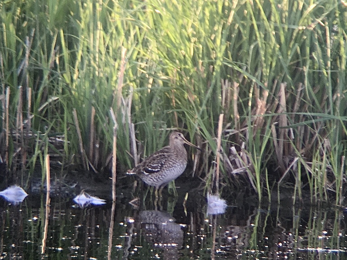 Great Snipe - ML235381521