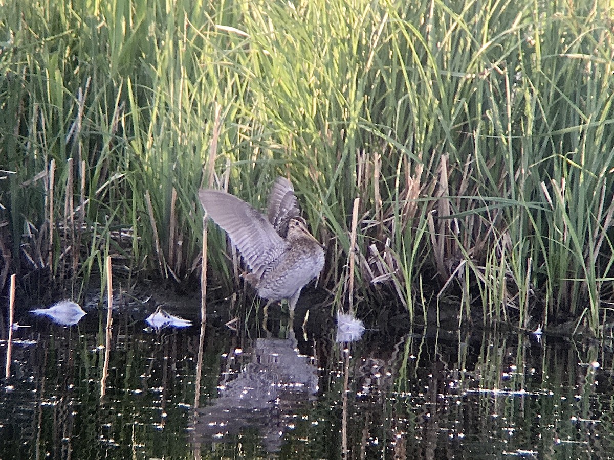 Great Snipe - ML235381591