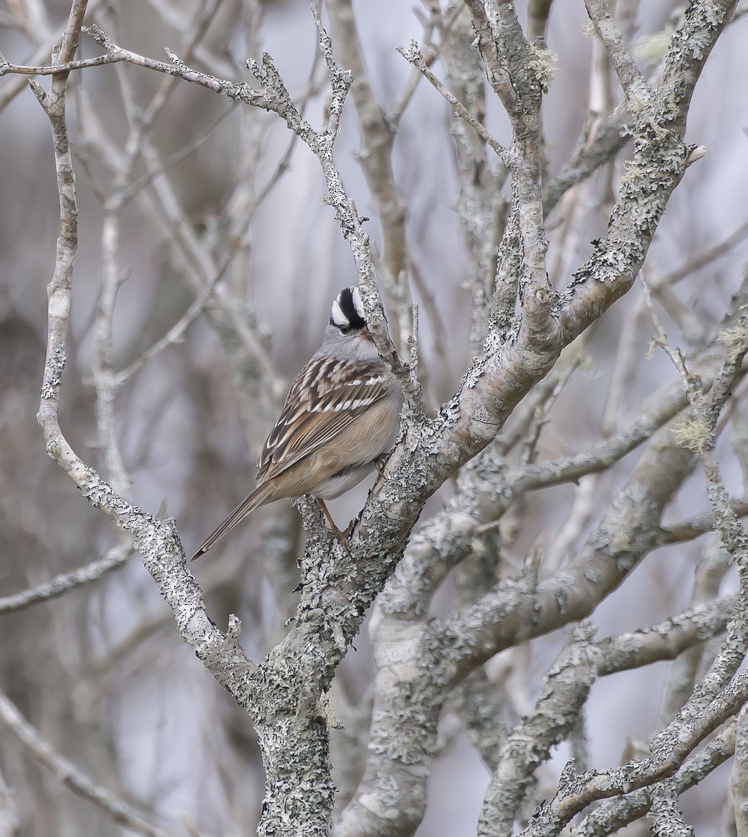 White-crowned Sparrow - ML235381981