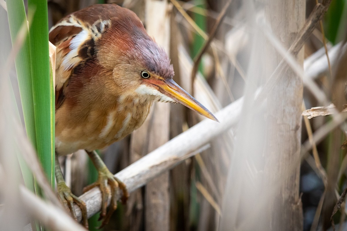 Least Bittern - ML235382071