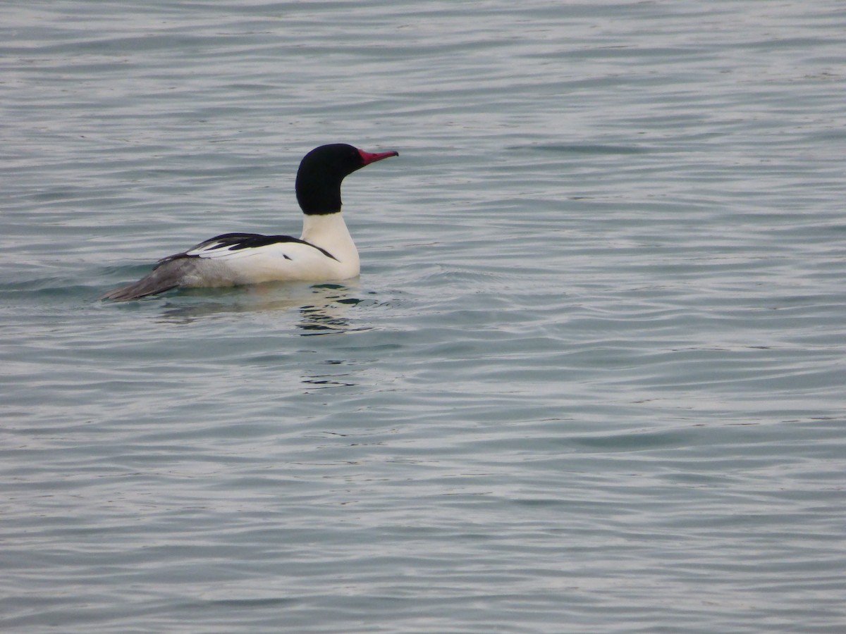 Common Merganser - Derek Sallmann