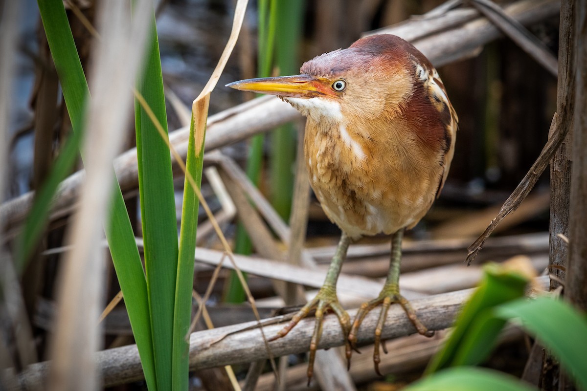 Least Bittern - Brad Imhoff