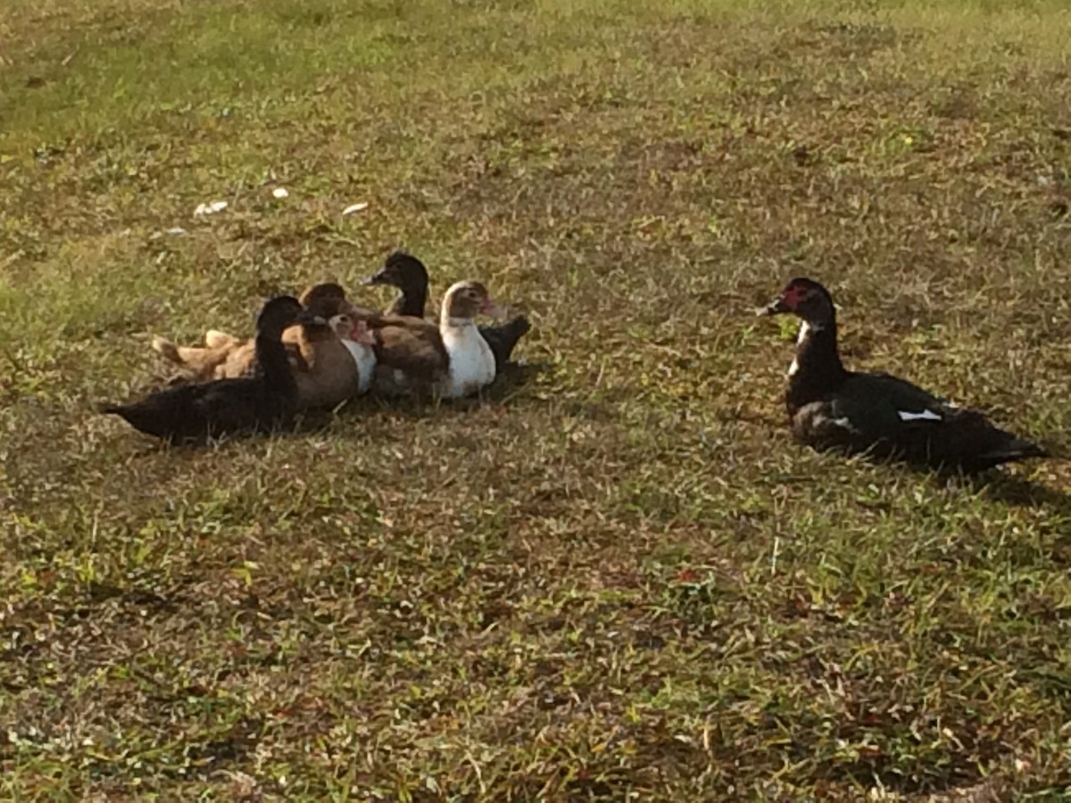 Muscovy Duck (Domestic type) - ML23538321