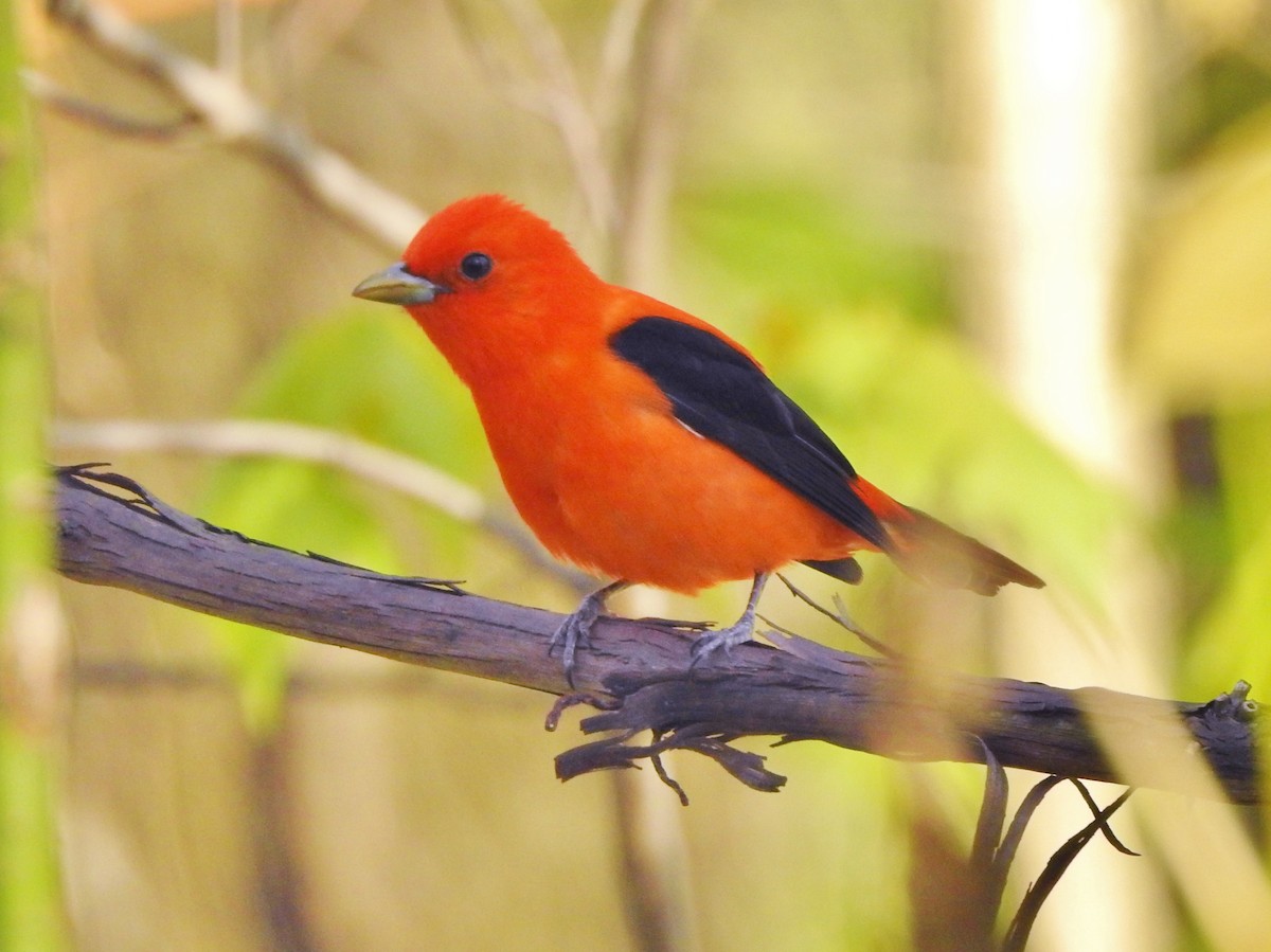 Scarlet Tanager - ML235383771
