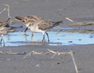 Semipalmated Sandpiper - ML235383881