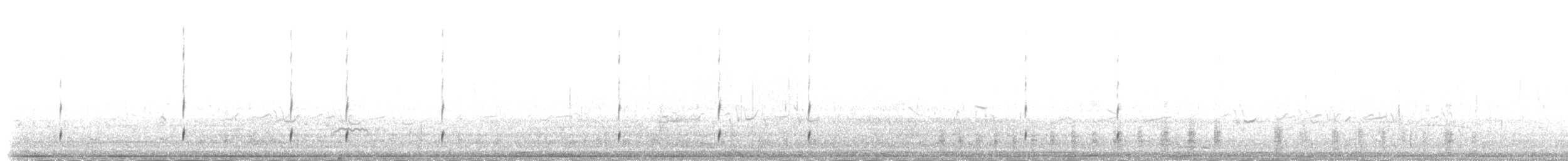 ústřičník velký (ssp. ostralegus/longipes) - ML235386