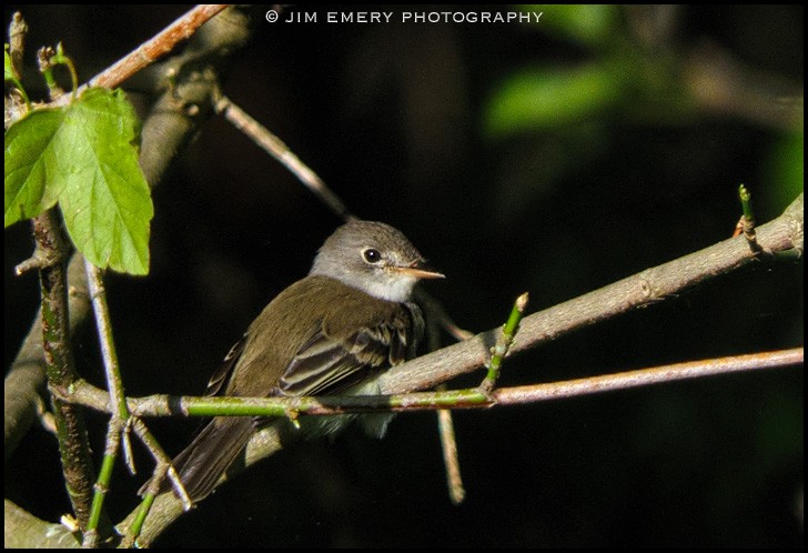 Least Flycatcher - Jim Emery