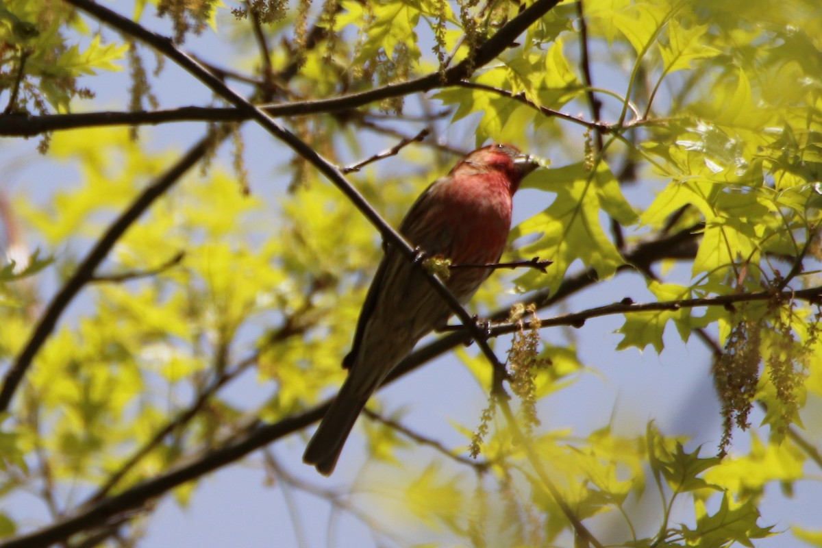 House Finch - ML235387991