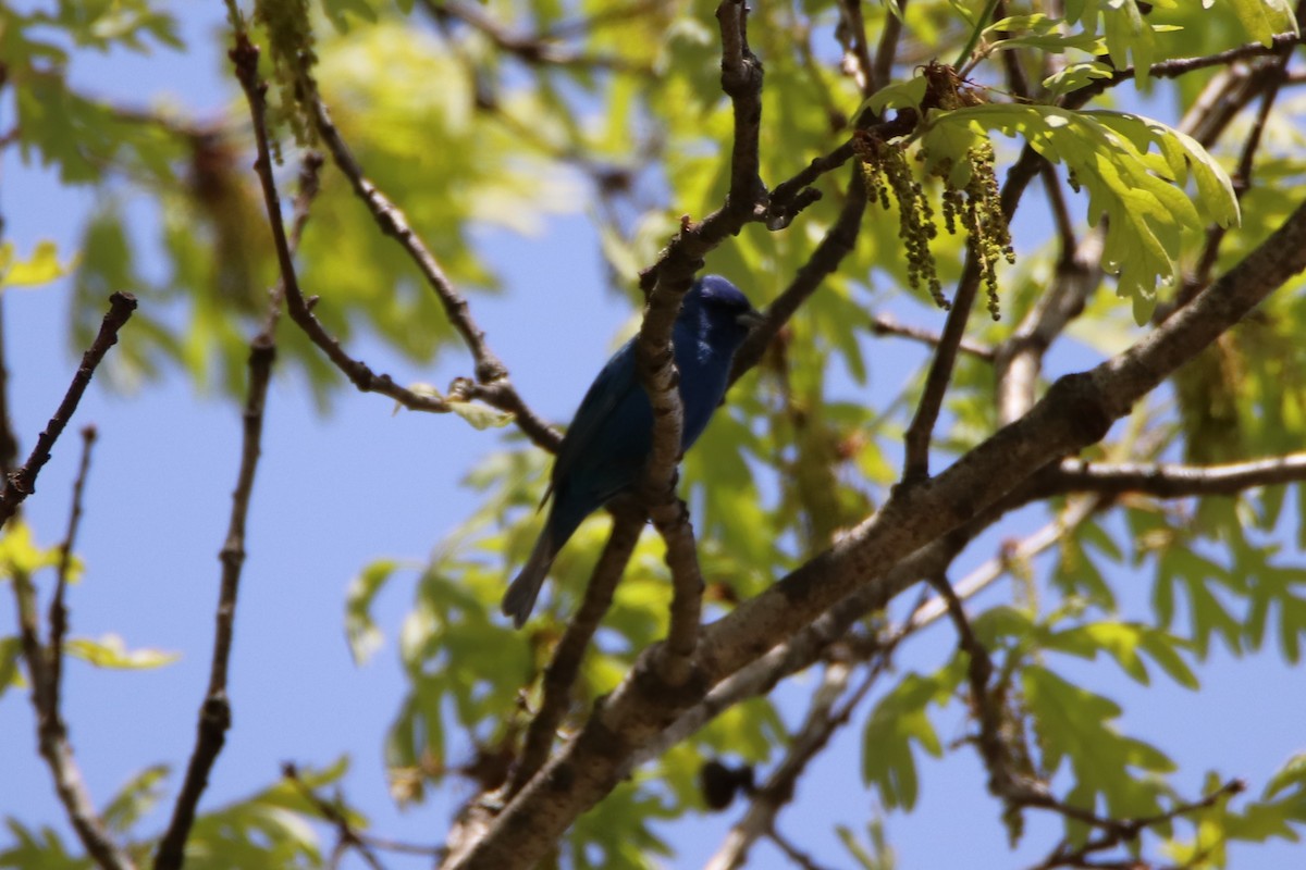 Indigo Bunting - ML235388621