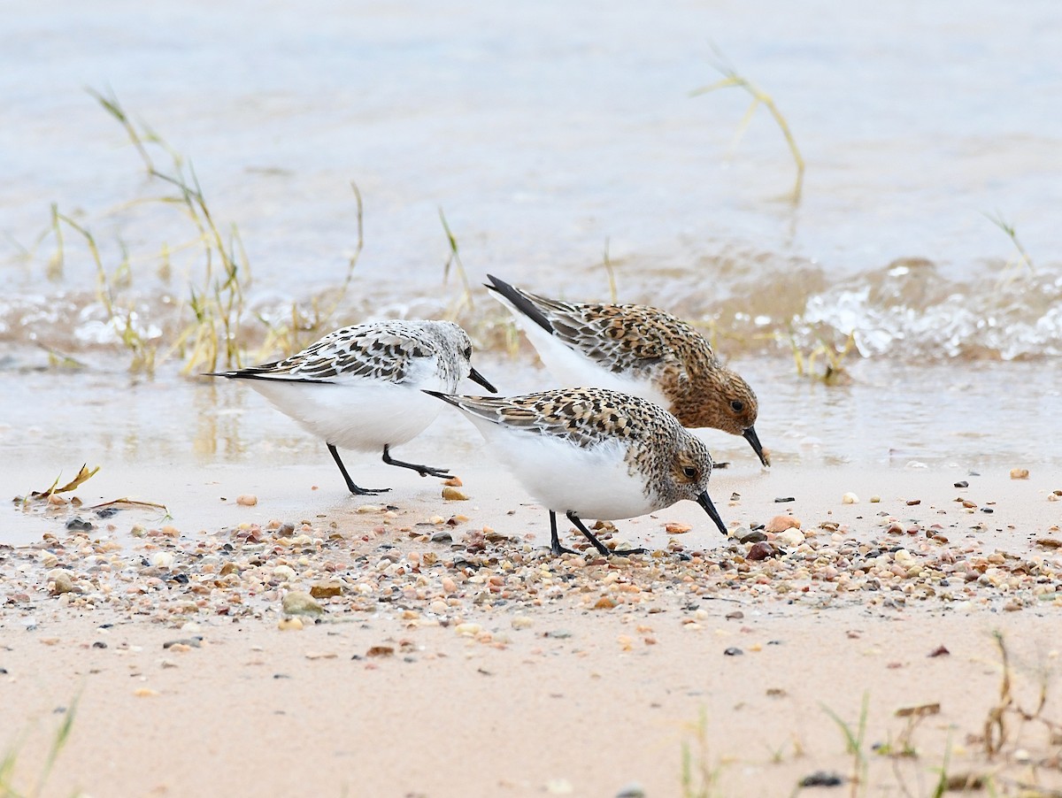 Sanderling - Charlie Plimpton