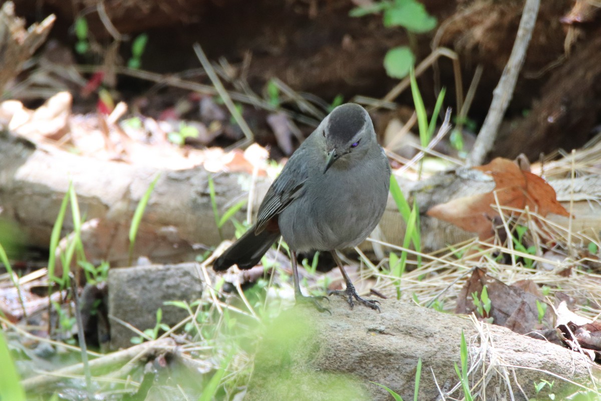 Gray Catbird - ML235389251