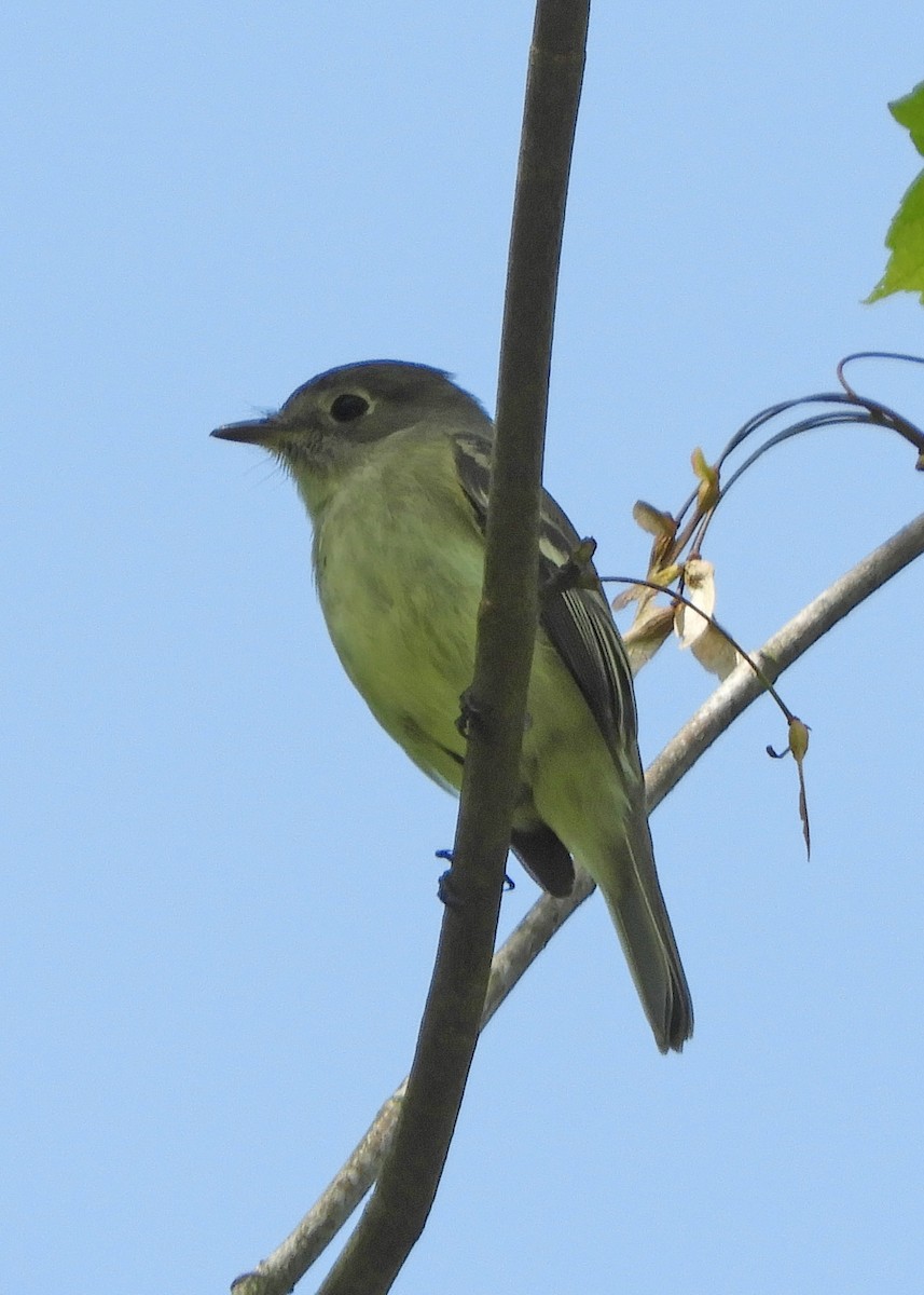 Least Flycatcher - Nancy Tognan