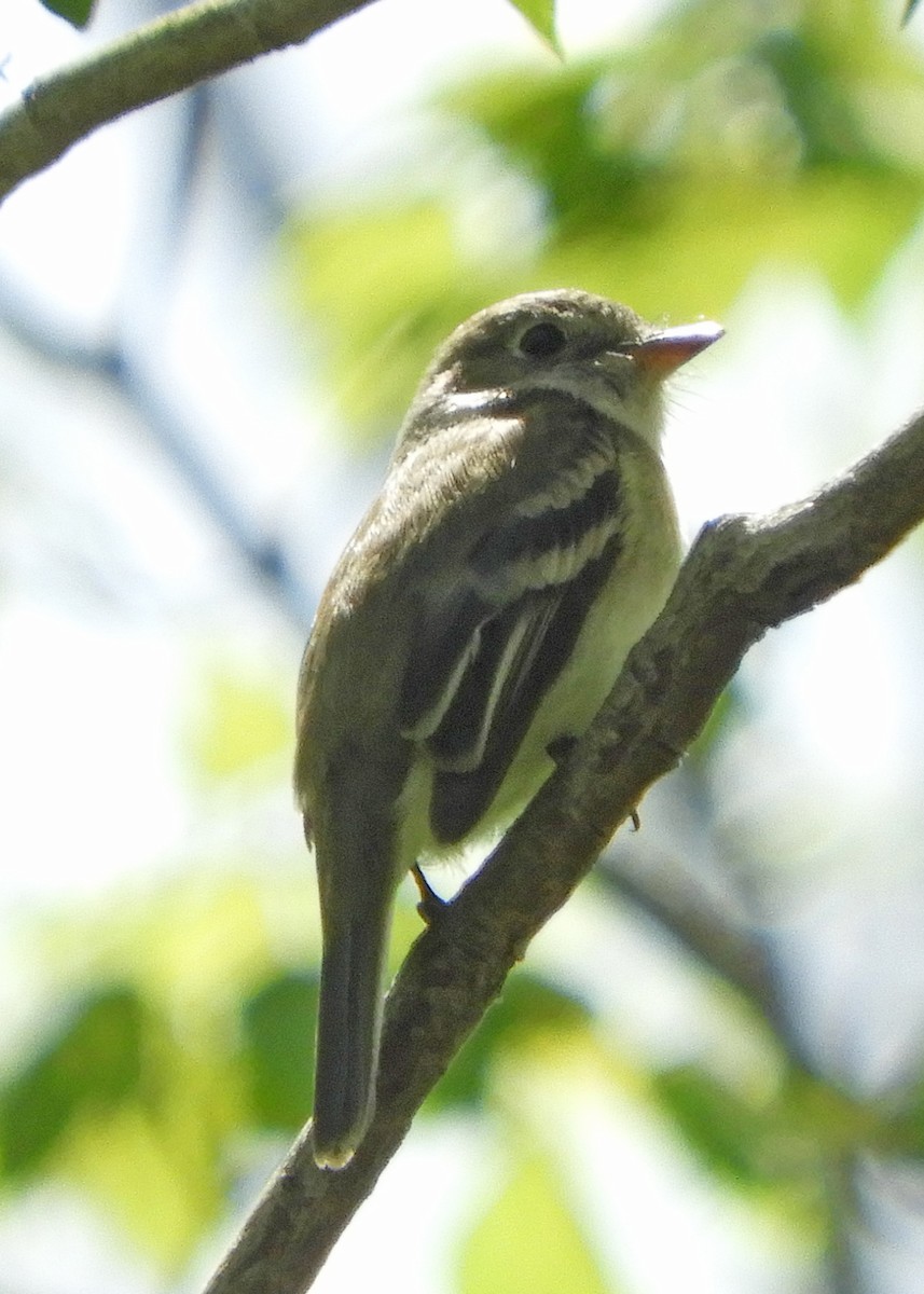 Least Flycatcher - ML235389841