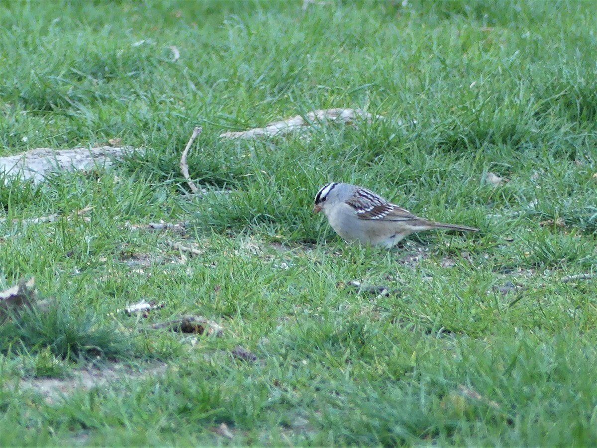 White-crowned Sparrow - Martin Berthiaume