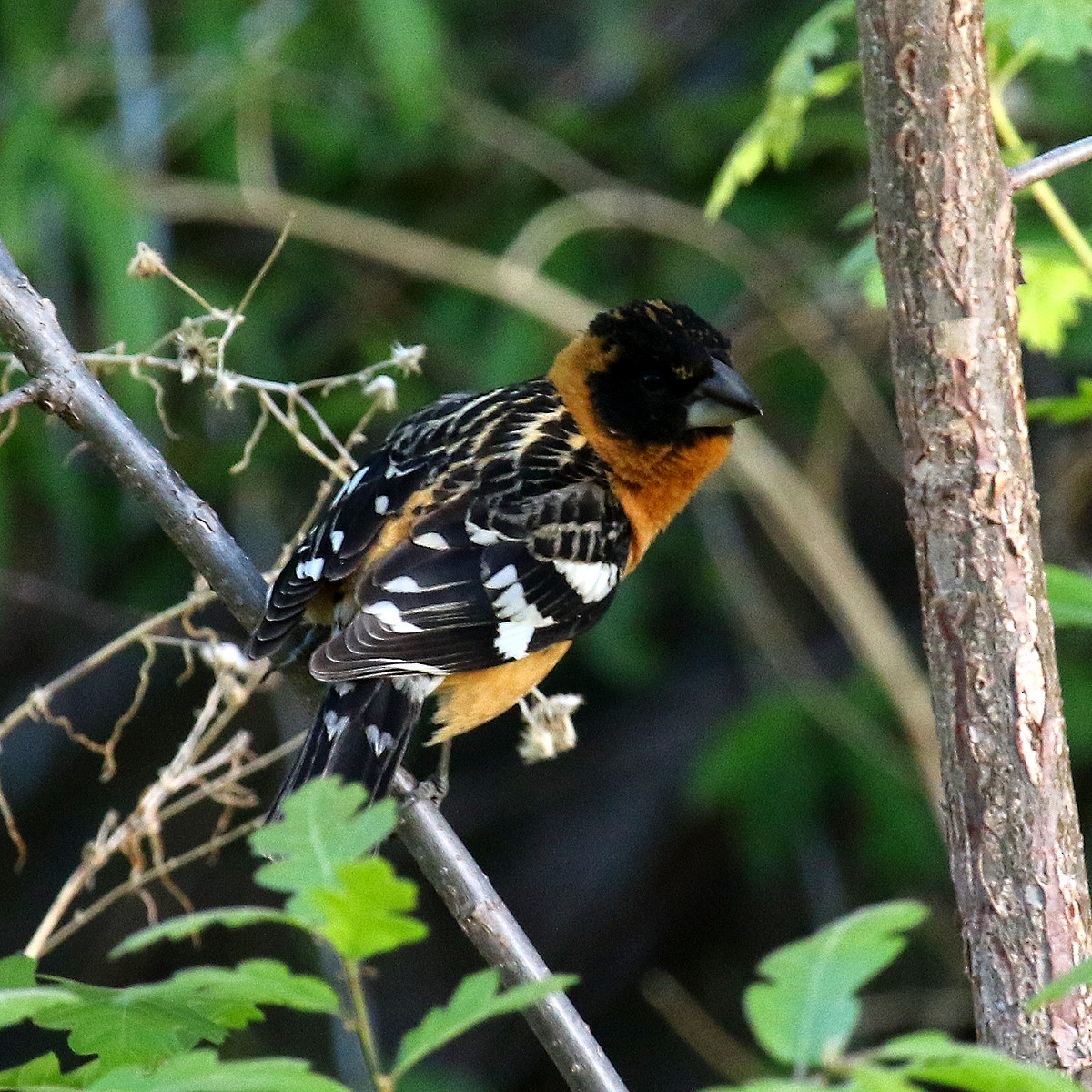 Black-headed Grosbeak - ML235391171