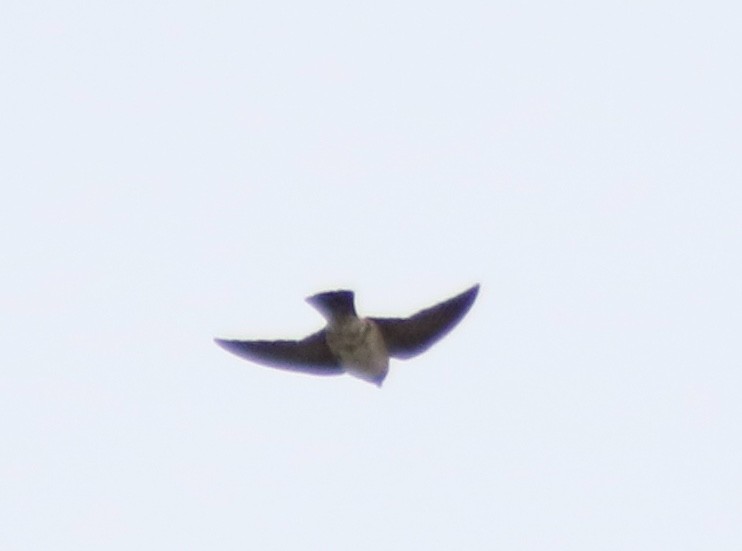 Cliff Swallow - ML235391221