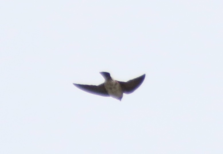 Cliff Swallow - ML235391231