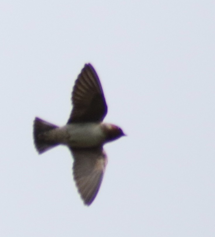 Cliff Swallow - ML235391241