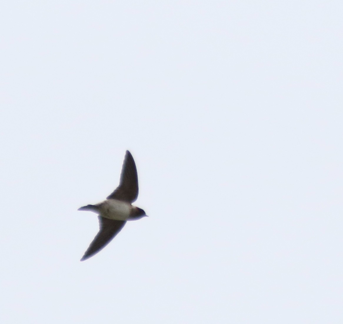 Cliff Swallow - ML235391251