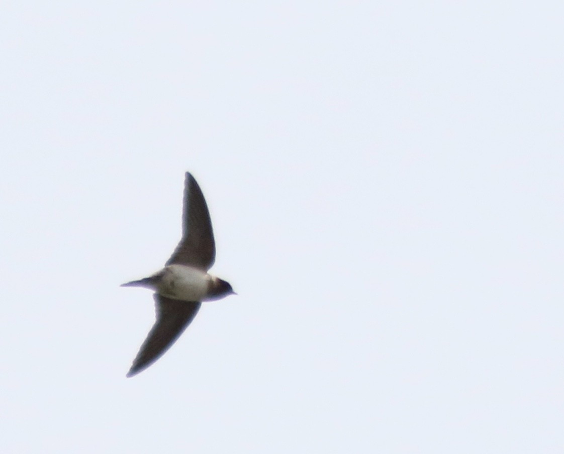 Cliff Swallow - ML235391261