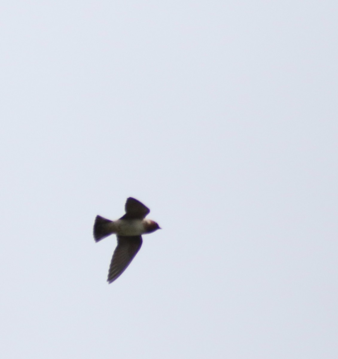 Cliff Swallow - ML235391281