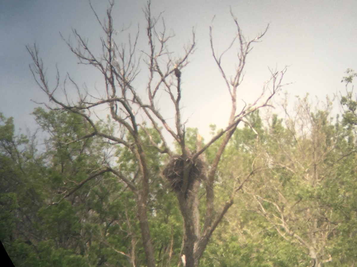 Bald Eagle - ML235391311