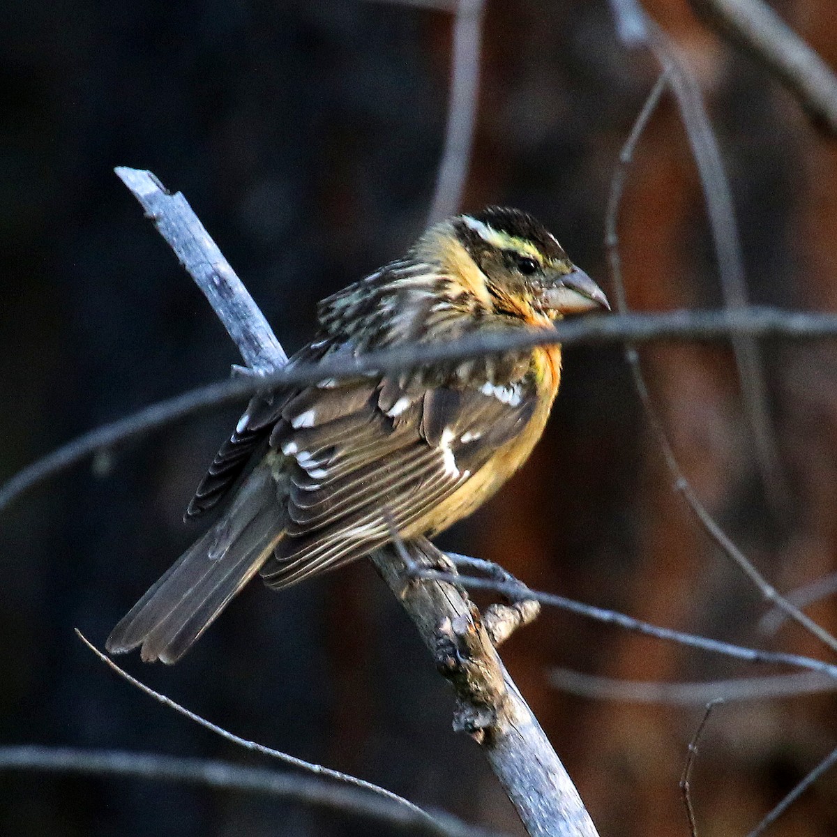 Black-headed Grosbeak - ML235391421