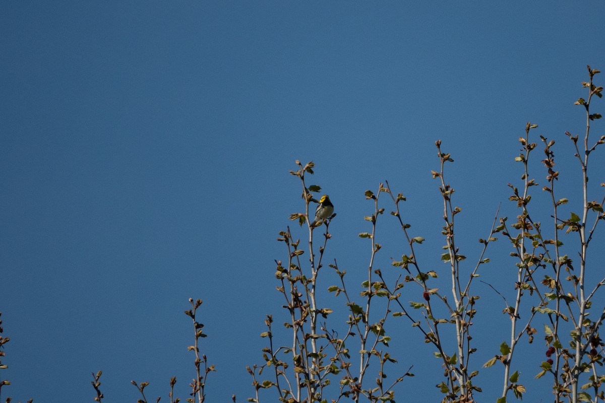 Black-throated Green Warbler - MI YU