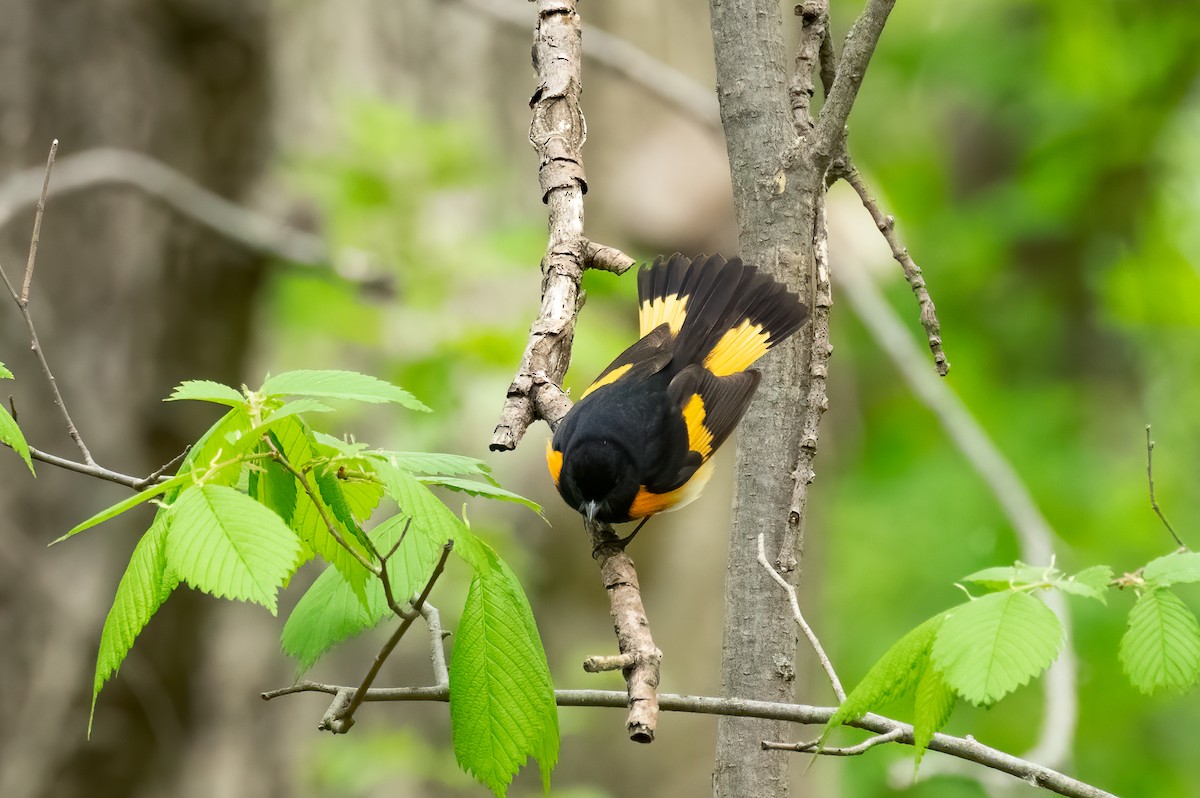 American Redstart - ML235393541