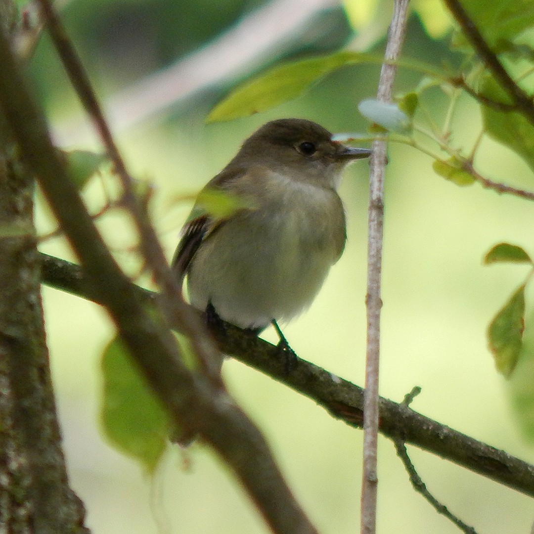 Alder Flycatcher - ML235394071