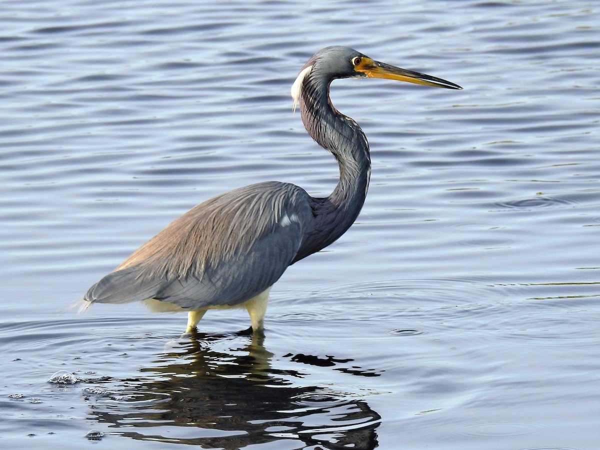 Tricolored Heron - ML235395641