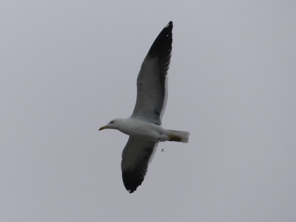 Lesser Black-backed Gull (fuscus) - ML235396421