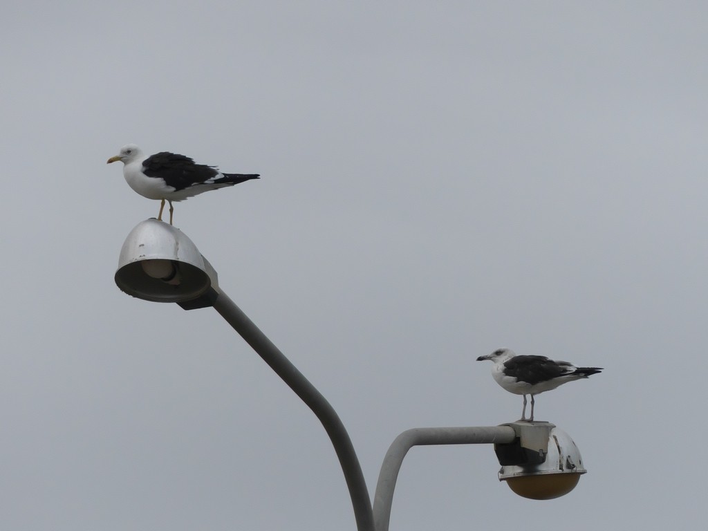 Lesser Black-backed Gull (fuscus) - ML235396441