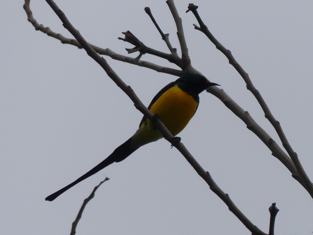 Nile Valley Sunbird - Tommaso Renzulli