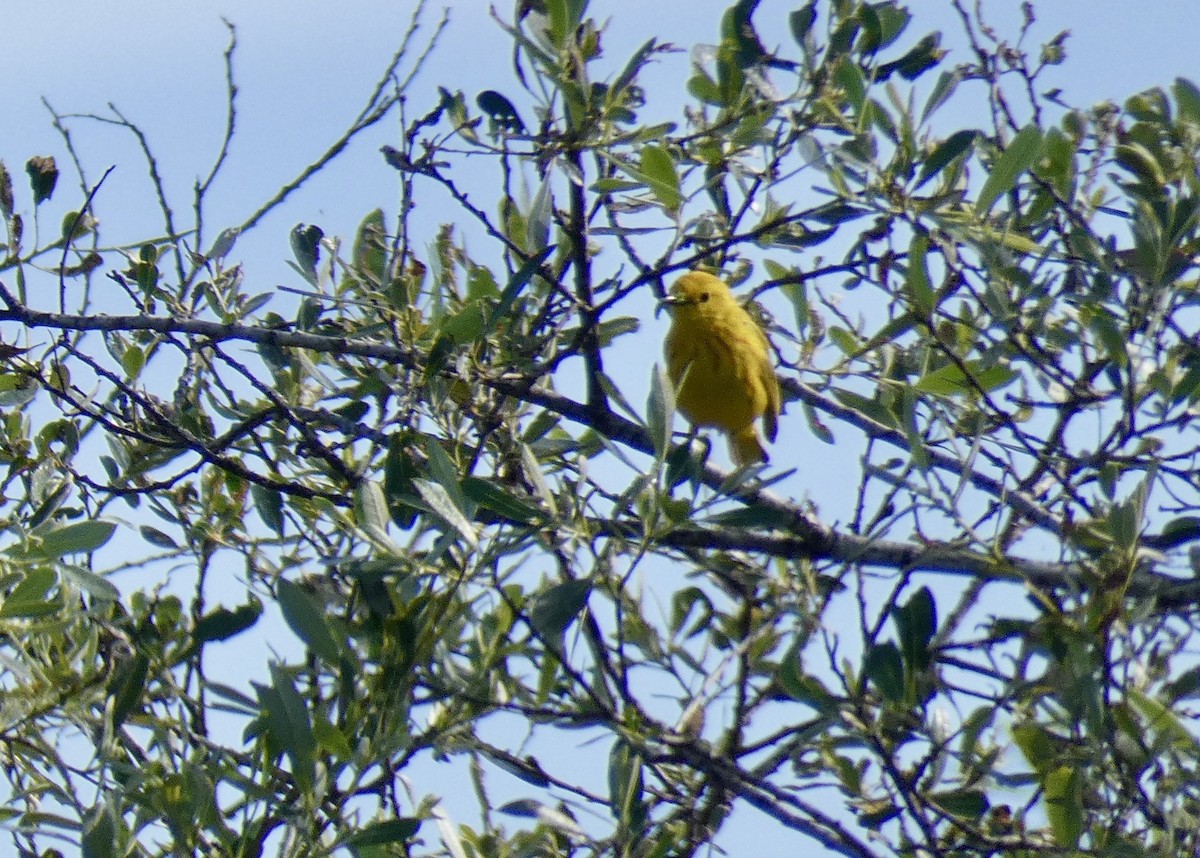 Yellow Warbler - ML235398391