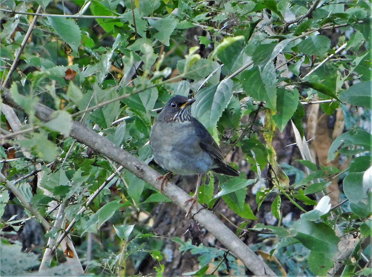 Andean Slaty Thrush - Nicolás Bejarano