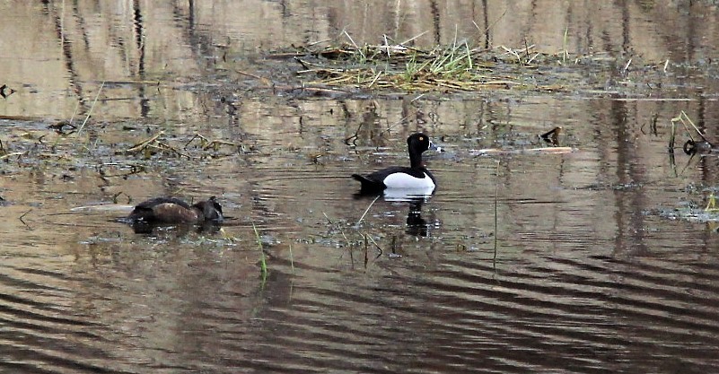 Ring-necked Duck - ML235401131