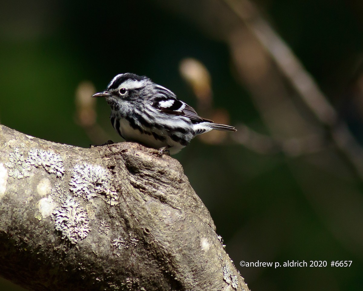 Black-and-white Warbler - ML235401211