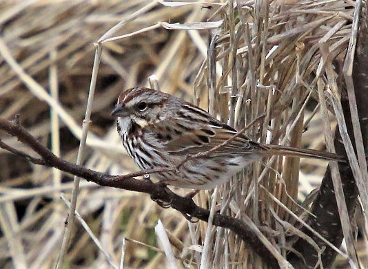 Song Sparrow - ML235401271