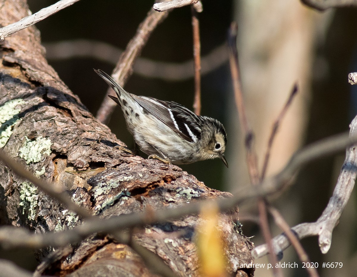 Black-and-white Warbler - ML235401291