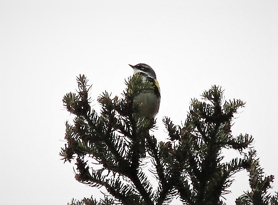 Yellow-rumped Warbler - ML235401311