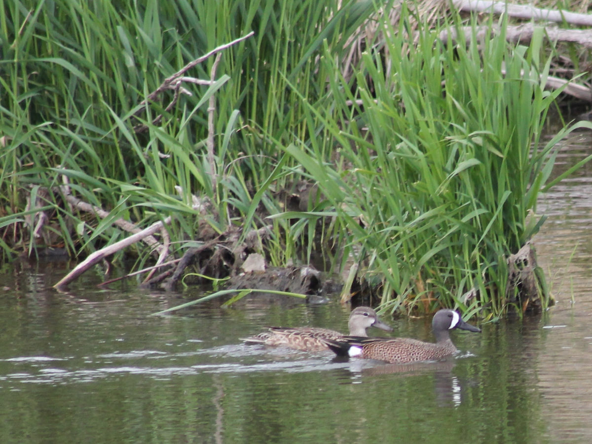 Blue-winged Teal - Carolyn Sanders