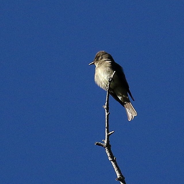 Western Wood-Pewee - ML235401441